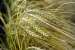 Sᵊorim – 4-rowed barley; Horedeum vulgare